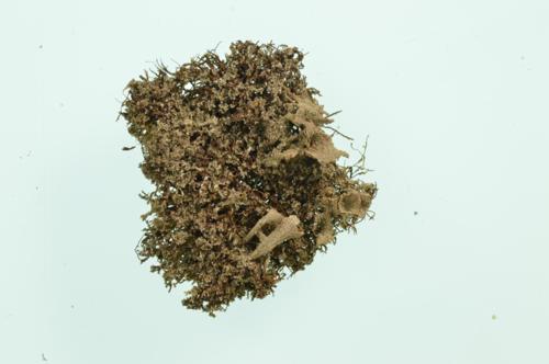 Common Powderhorn
